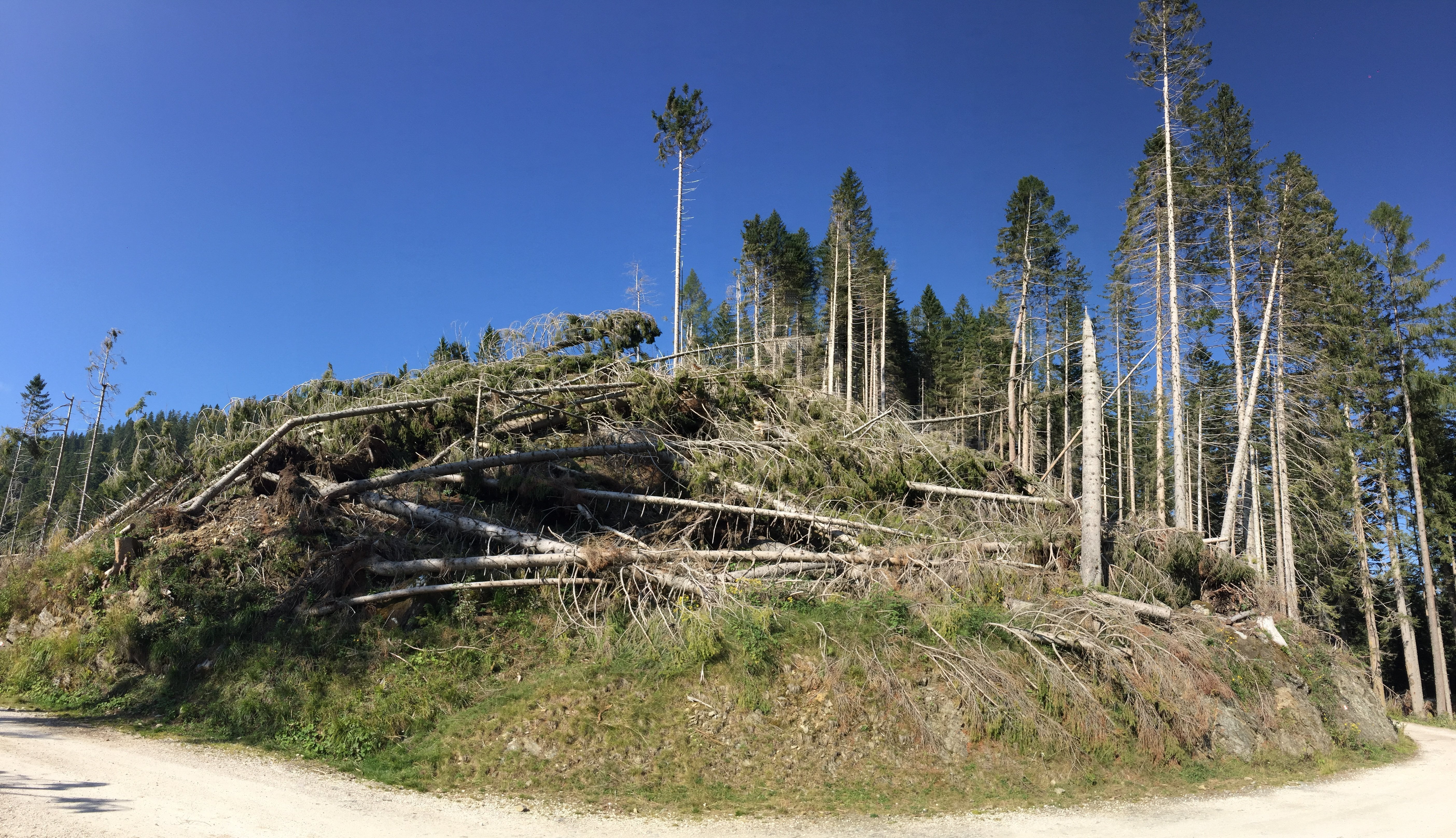 Cosa è rimasto della strage di alberi nel Nord Italia. Un anno dopo