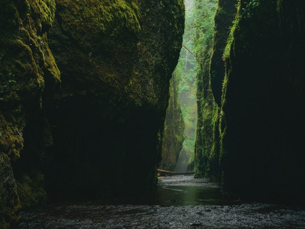 foresta
