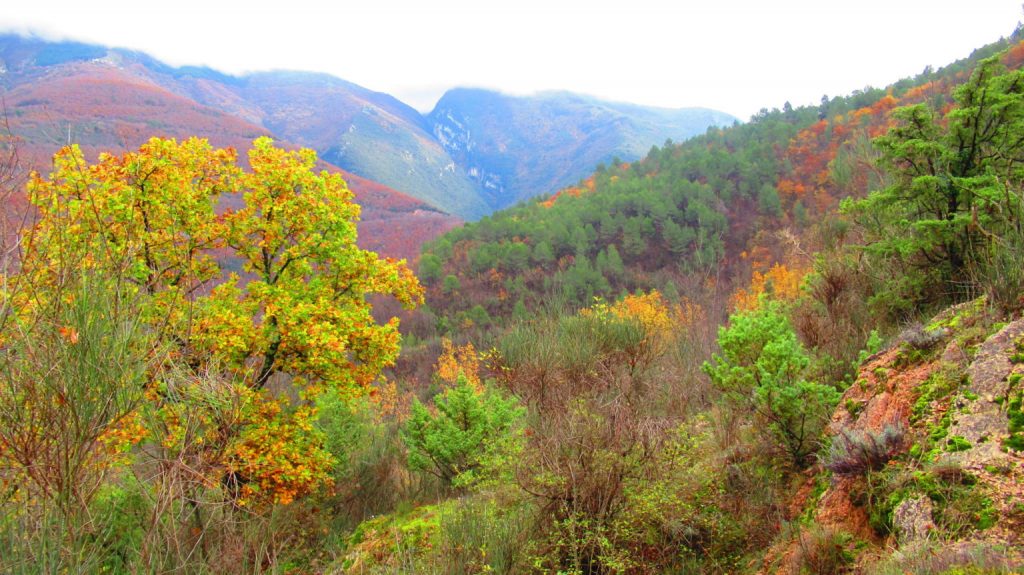 fondo forestale italiano