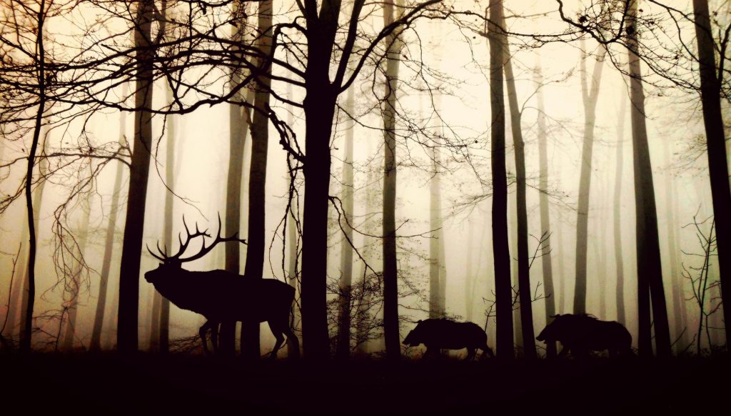biodiversità