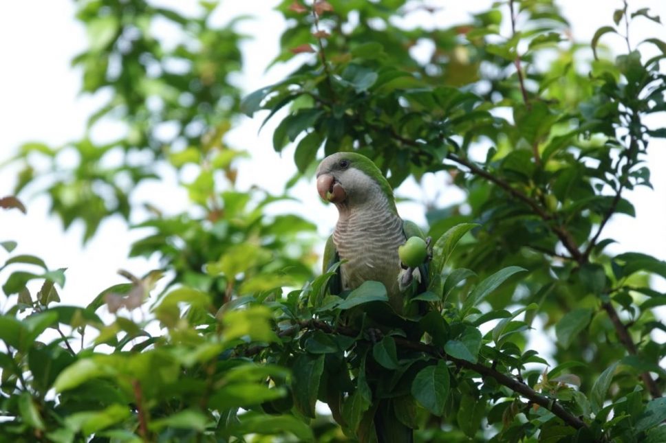 giornata mondiale dell'ambiente