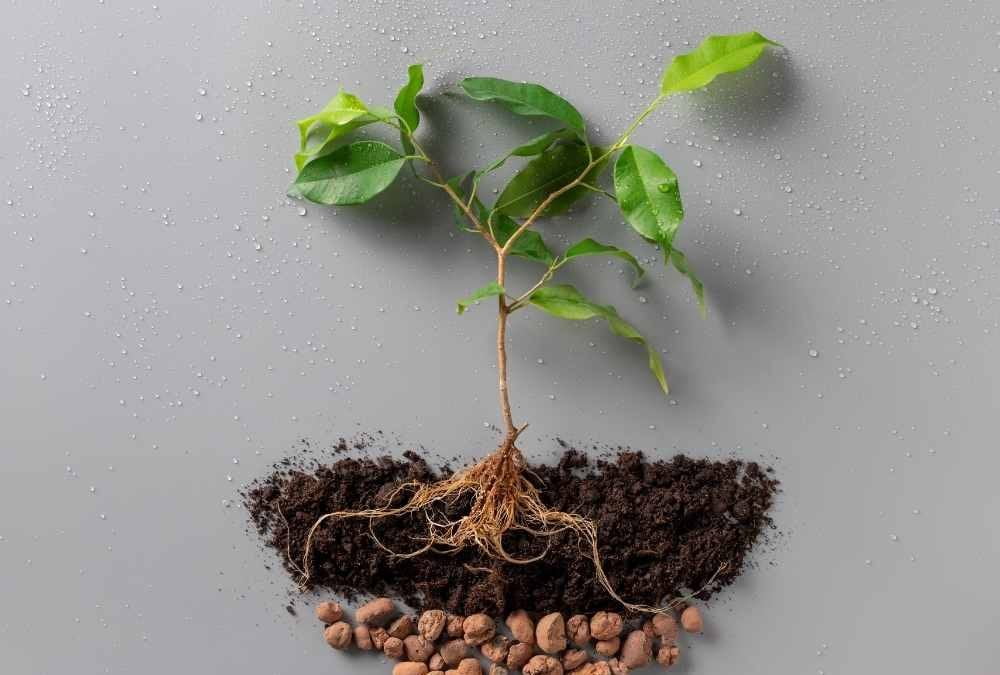 C’è vita sotto la terra: perché è importante la salute del suolo