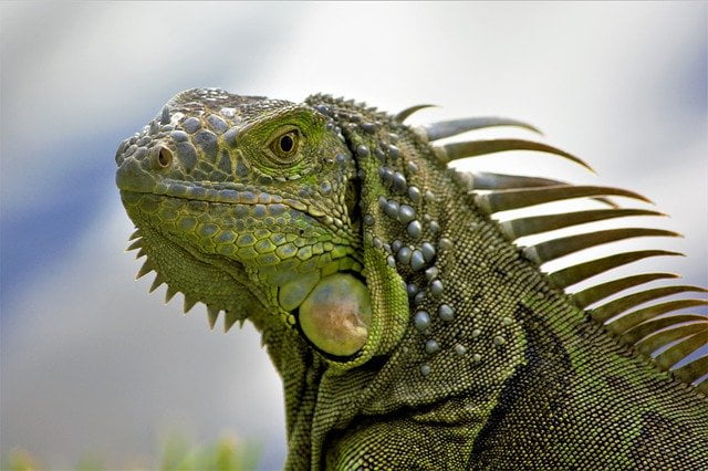 clima-terrestre-iguana