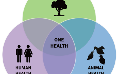 Approccio One Health: perché è importante?